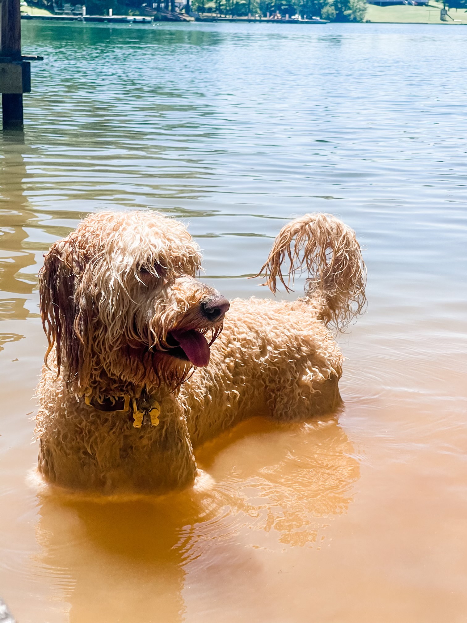 dogs-life-on-lake-martin-1