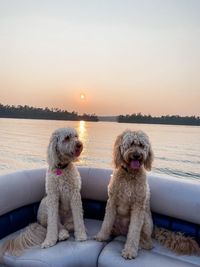 Dogs Life on Lake Martin
