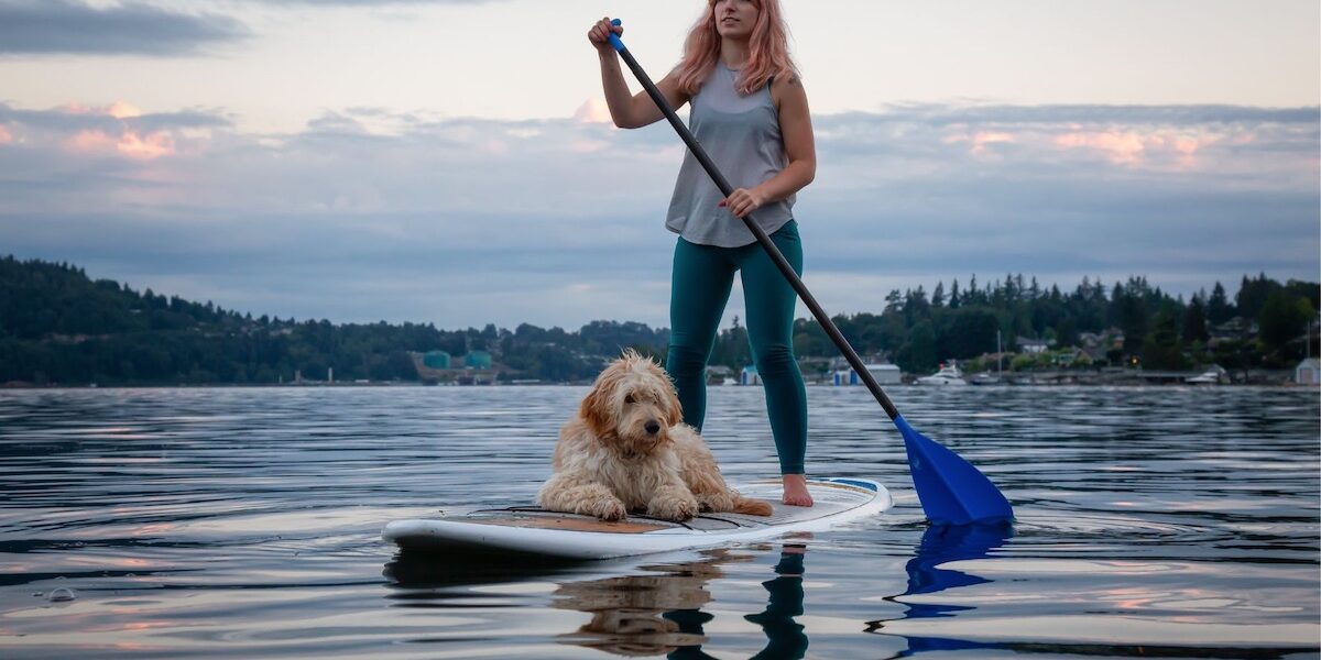 Dog on paddle board
