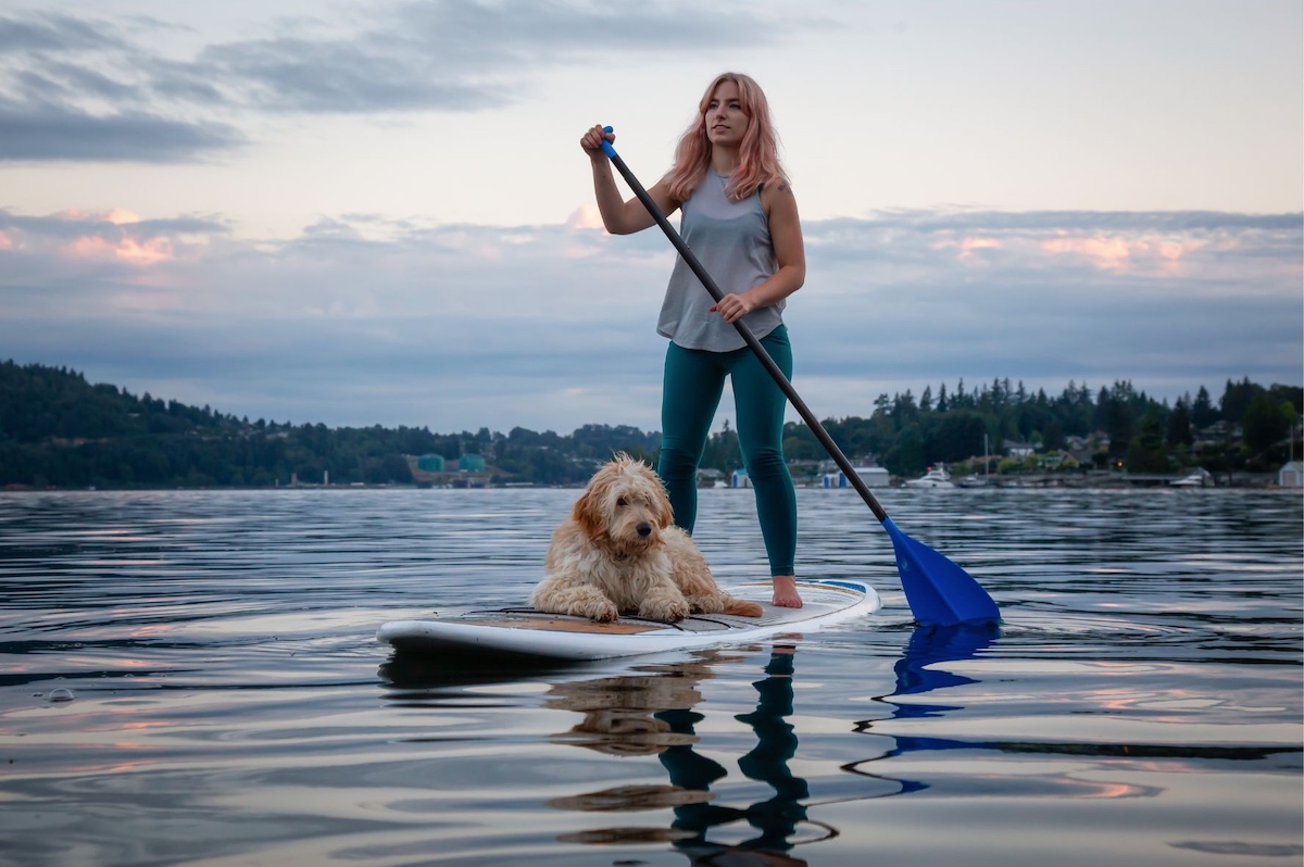 Dog on paddle board