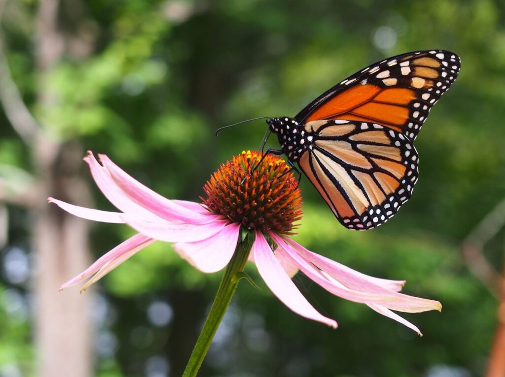Cone flower with a butterfly
