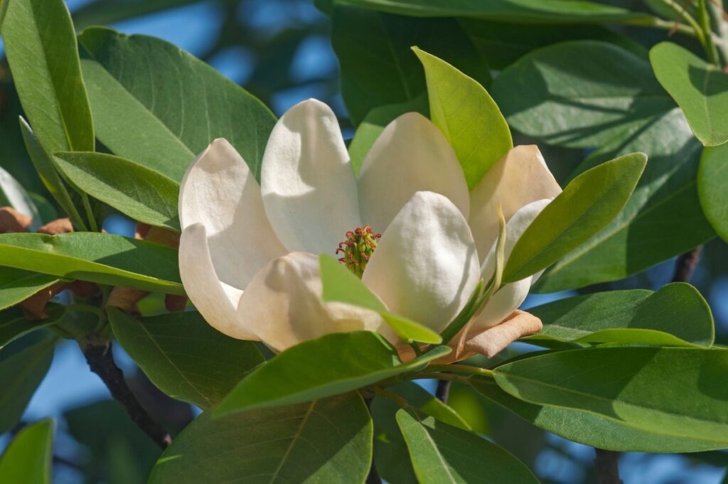 Magnolia Blossom