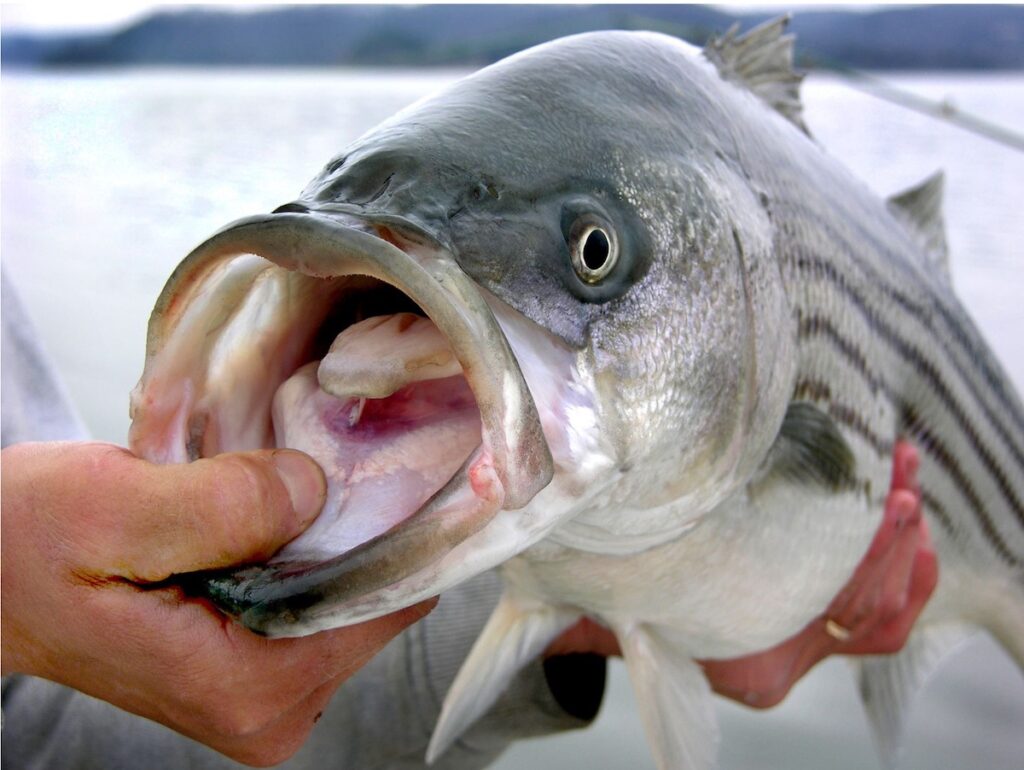 Striped Bass
