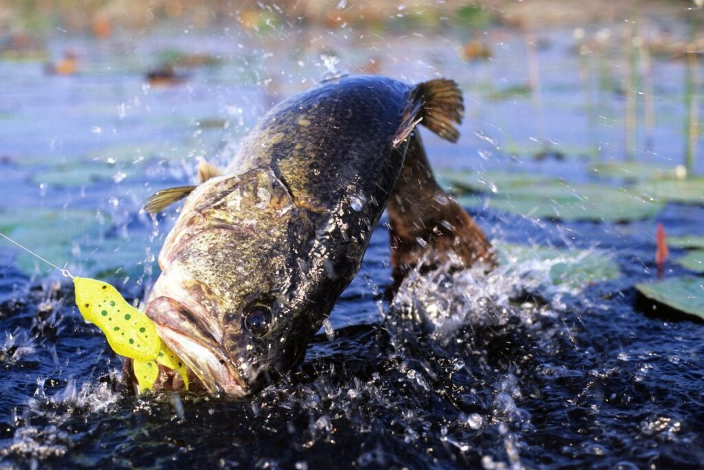 Bass attacking bait