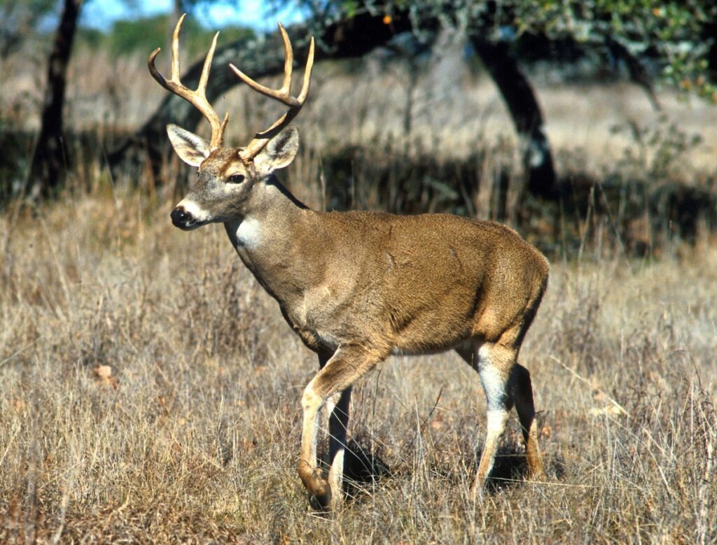 White-tailed deer