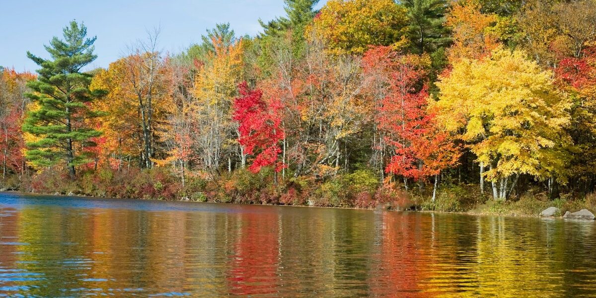 Fall Leaves at the lake.