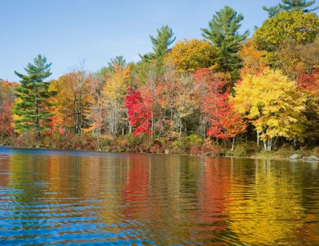 Fall Leaves at the lake.