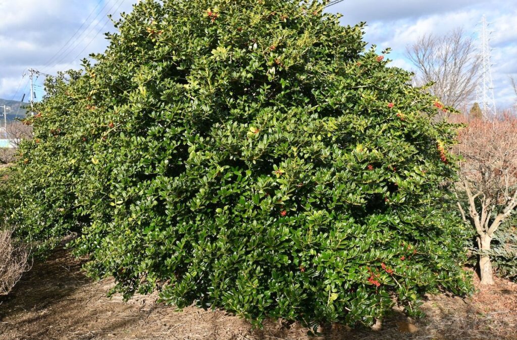 American Holly