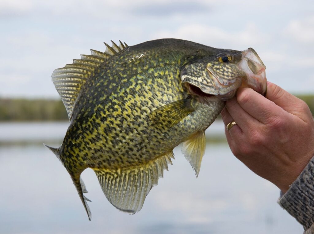 Crappie fish 