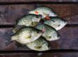 Crappie catch on a dock