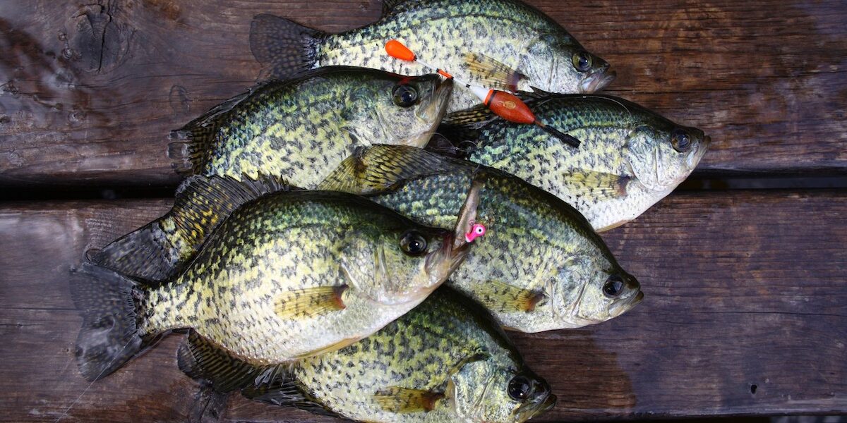Crappie catch on a dock