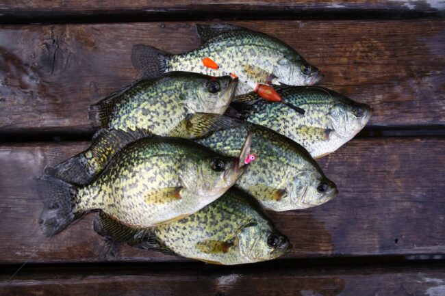 Crappie catch on a dock