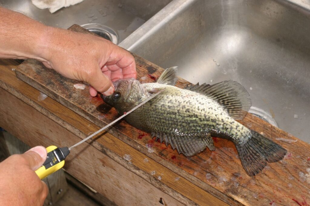 Cleaning a Crappie